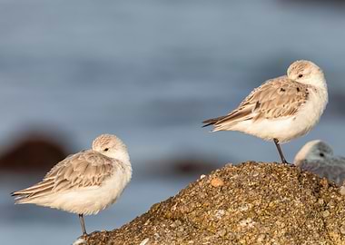Two Sandpipers on a Rock