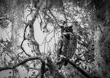Great Horned Owl in Tree Black And White