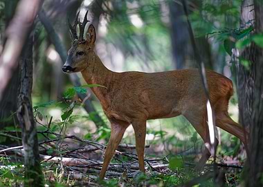 Roe Deer in Forest
