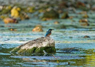Kingfisher on Rock