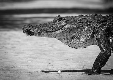 Alligator Walking Close-Up Black And White