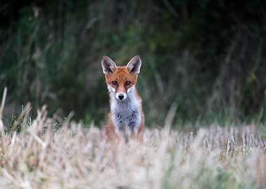 Red Fox in Tall Grass