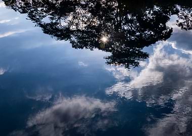 Reflected Sky and Tree