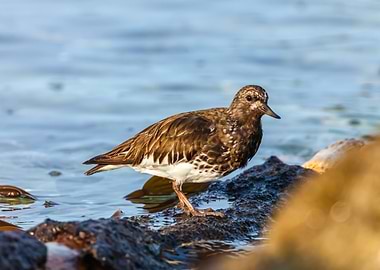 Shorebird on Rocks