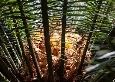 Sago Palm Ornamental Cycad central trunk Heart
