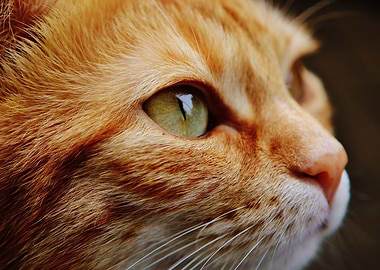 Close-up of Orange Cat