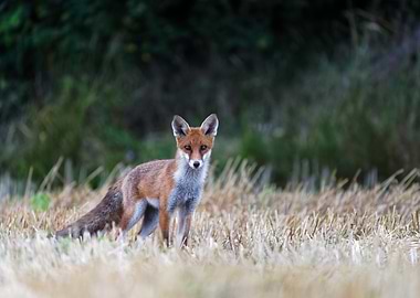 Red Fox in Field