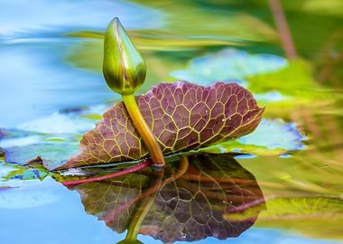 Water Lily Bud
