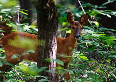 Fawn in the Forest