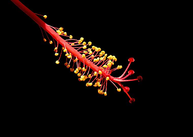 Hibiscus Flower Stamen