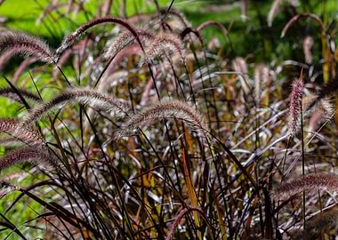 Purple Fountain Grass