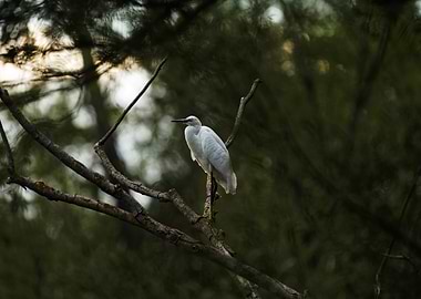 White Egret on Branch