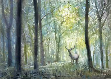 Deer in the Woods