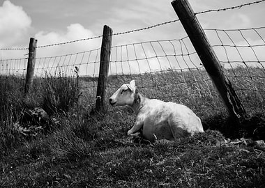 Sheep by Fence