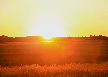 Golden Sunset Field
