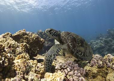 Sea Turtle on Coral Reef