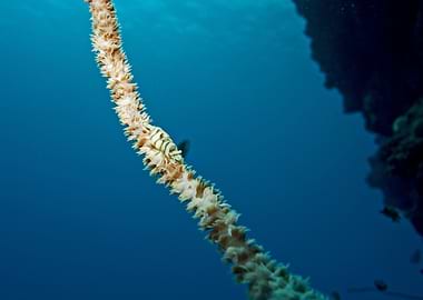 Sea Fan Coral Underwater