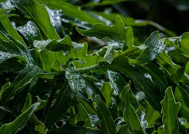Green Leaves with Rain Drops