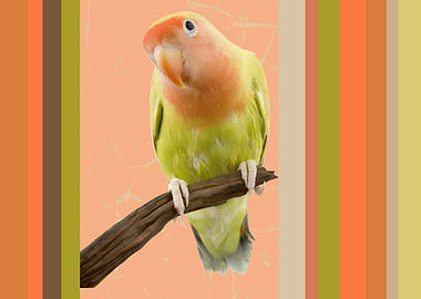 Lovebird on Branch