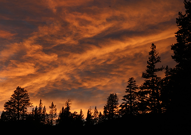 Sunset Sky with Silhouetted Trees