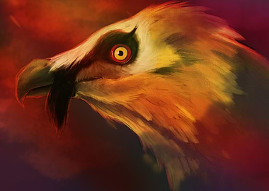 Bearded Vulture