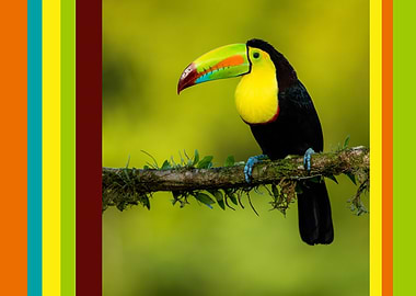 Toucan on Branch