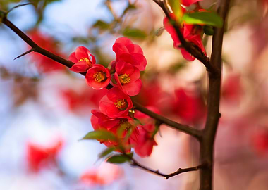 Red Blossoms on Branch