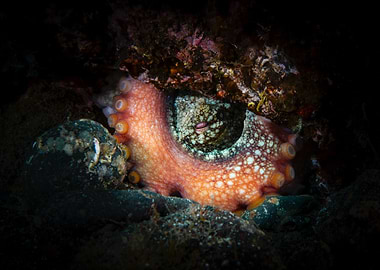 Sleeping Octopus - Madeira