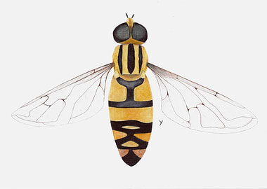 Hoverfly Illustration