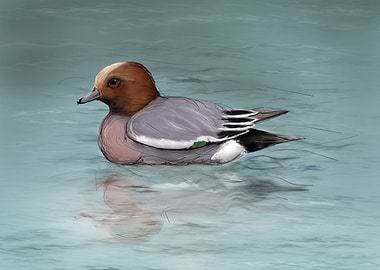 Wigeon duck on Water