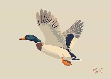 Flying Mallard Duck