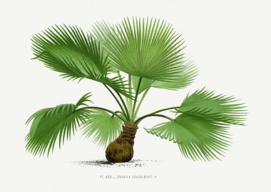 Brahea Dulcis Palm Tree