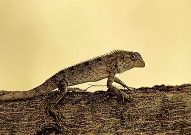 Lizard on Bark