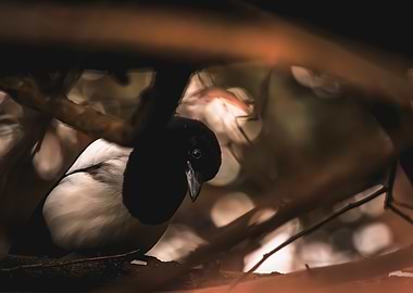 Magpie in the Branches