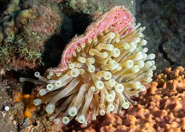 Sea Anemone Close-Up