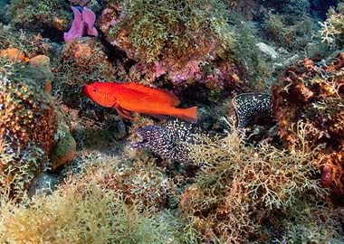 Coral Reef Fish and Eel