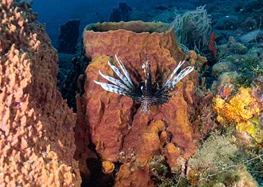 Lionfish in Coral Reef