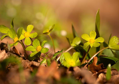 Yellow Wildflowers in Forest