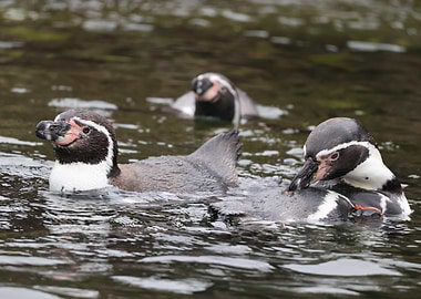 Penguins Swimming