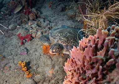 Sea Turtle Underwater