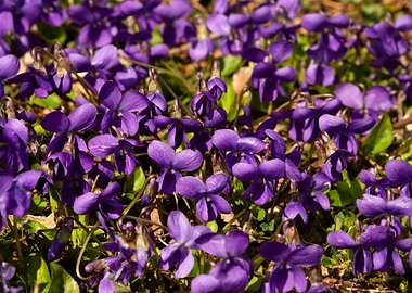 Purple Violet Flowers