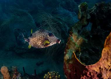 Boxfish in Coral Reef
