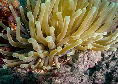 Sea Anemone Close-Up