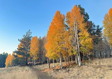 Autumn Forest Path