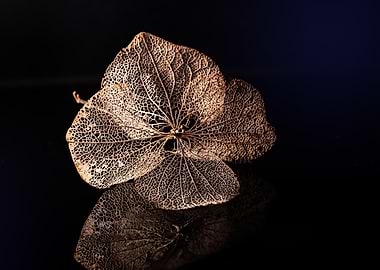 Skeleton Leaf on Black