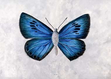 Blue Butterfly Painting