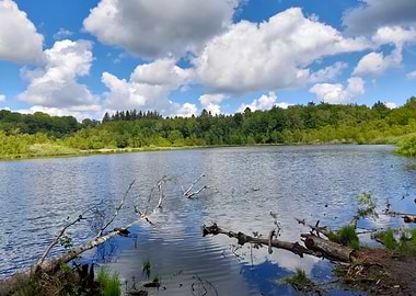 Serene Lake in Forest