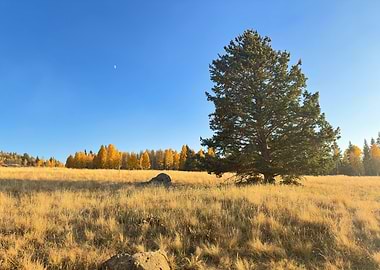 Autumn Meadow Landscape
