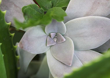 Succulent Plant Close-up