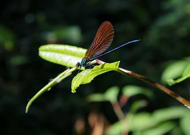 Dragonfly on Leaf